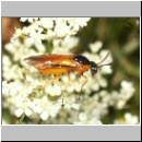 Arge ochropus - Blattwespe 03.jpg